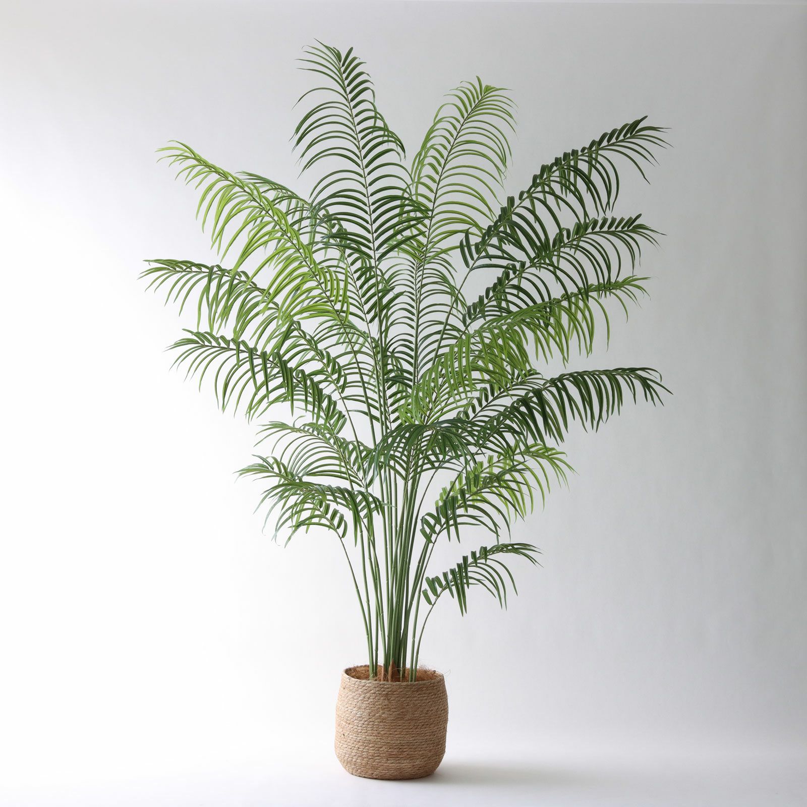 圧巻の存在感。高さ215cmの新商品アレカパーム | コラム | プレミアム