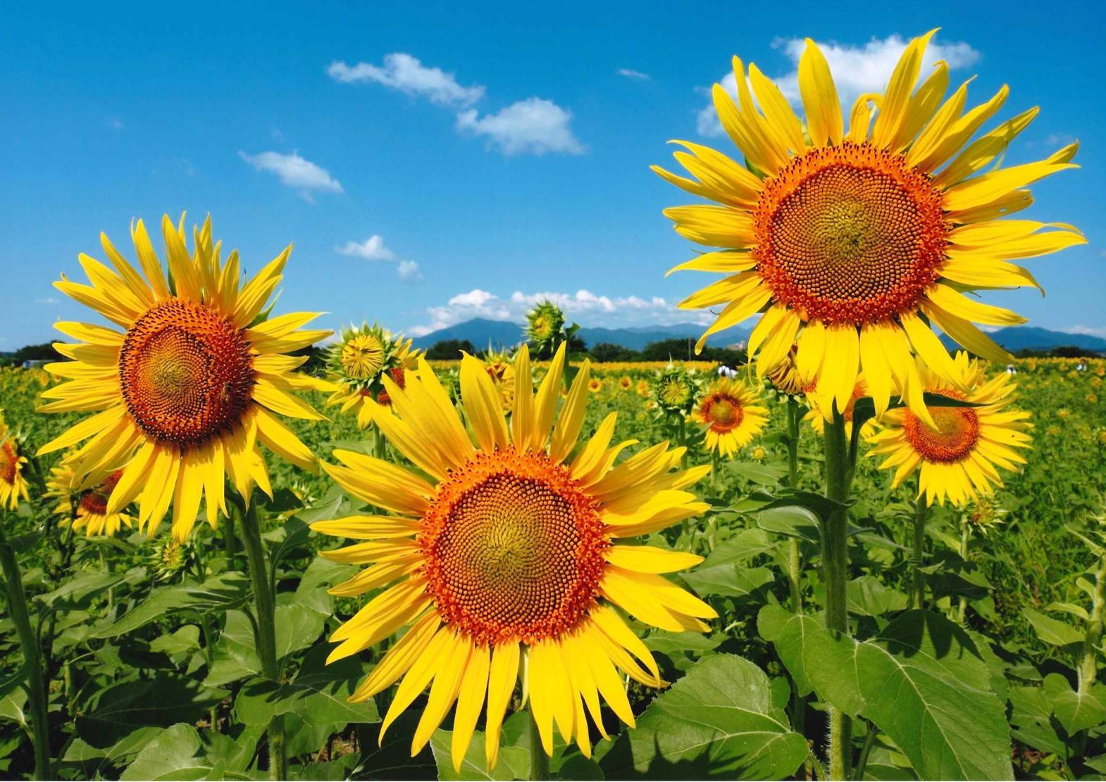 第22回ひまわり写真コンテスト入賞・入選結果発表 | フォトギャラリー