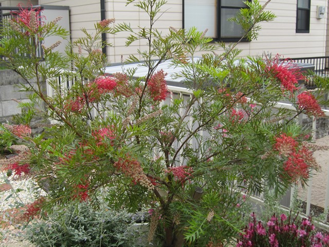 グレビレア・ロビンゴードン – ZELF GARDEN（ぜるふ・が〜でん）