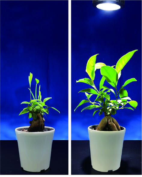 エバーサン サンロクゴー 24W｜ゼンスイ株式会社