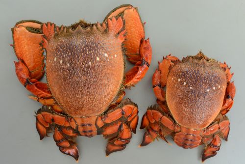 アサヒガニ | 甲殻 | 市場魚貝類図鑑