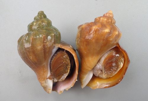 ヒメエゾボラ (青ツブ) | 市場魚貝類図鑑