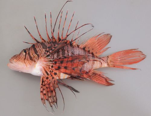 ミノカサゴ (ヤマノカミ) | 市場魚貝類図鑑