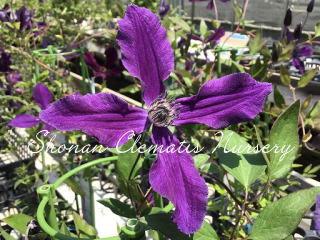 湘南クレマチス園 - アフロディーテ