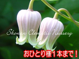 湘南クレマチス園 - バーシカラー