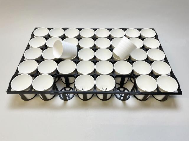 逸品。ロドレイア2.8M(鉢底から) 逸品。ロドレイア2.8M(鉢底から)