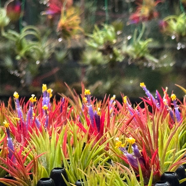 Tillandsia ionantha Evolution チランジア イオナンタ