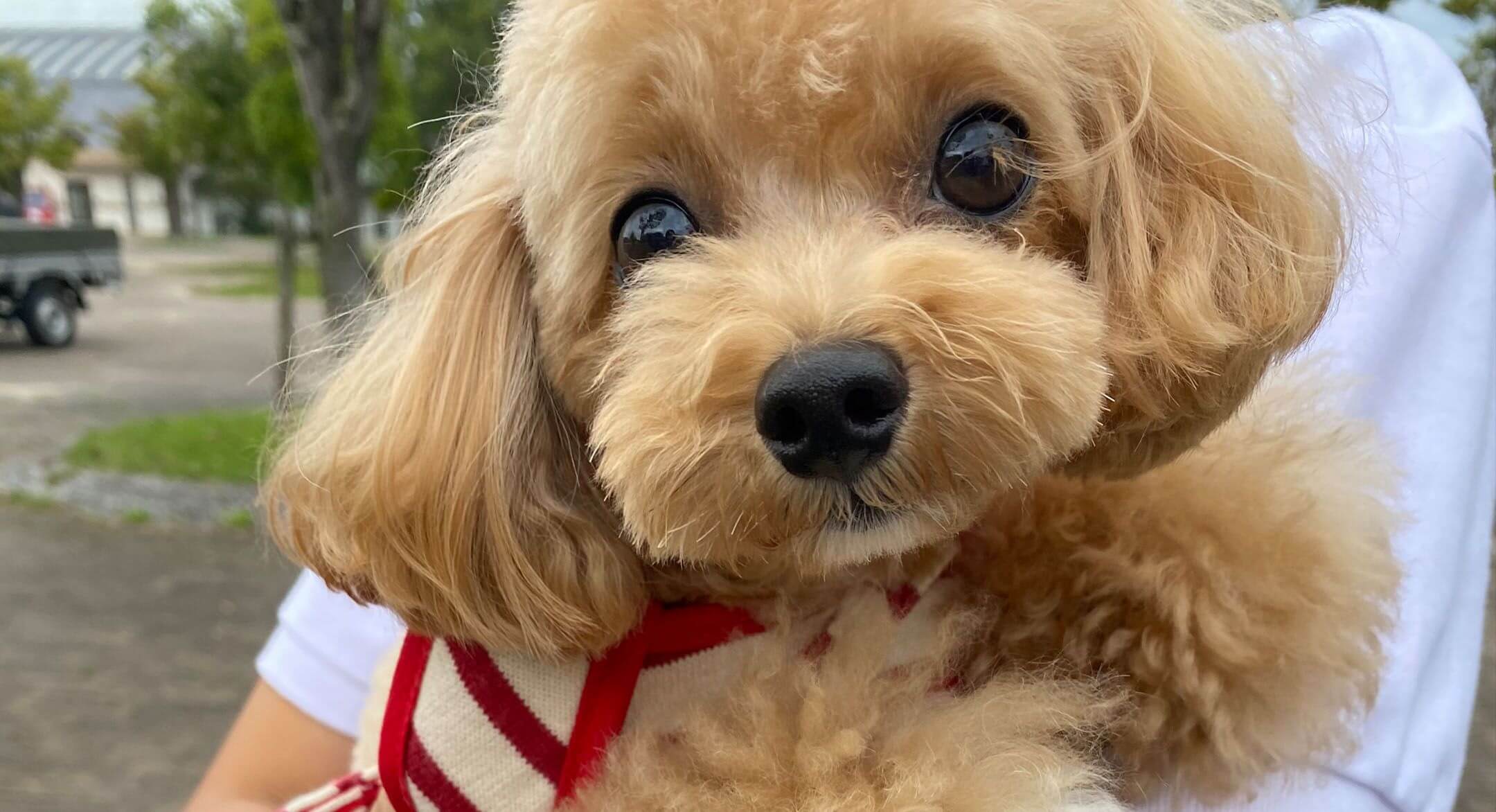 ワンちゃんの飼い主様向けテレビ番組｜ワンわんワンダフル -