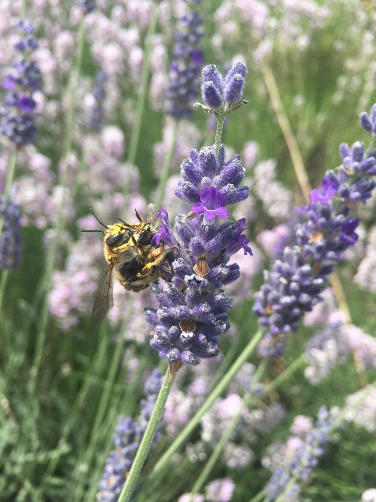 Lavandula x lanata 'Ana Luisa' - Xera Plants