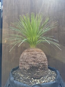 B327 オーストラリア産 ブラックボーイ プレイシー 福岡販売 | Rare