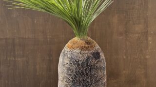 B266 オーストラリア産 ブラックボーイ プレイシー 福岡販売 | Rare