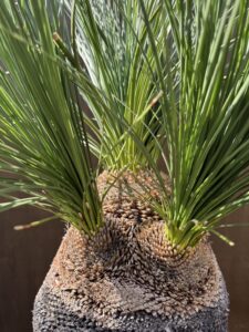 B313オーストラリア産 ブラックボーイ プレイシー 福岡植物販売 | Rare