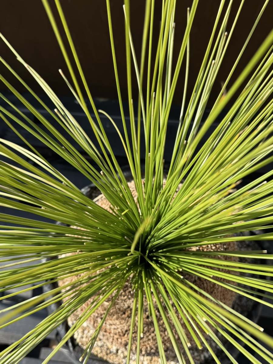 B246オーストラリア産 ブラックボーイ プレイシー 福岡植物販売 | Rare