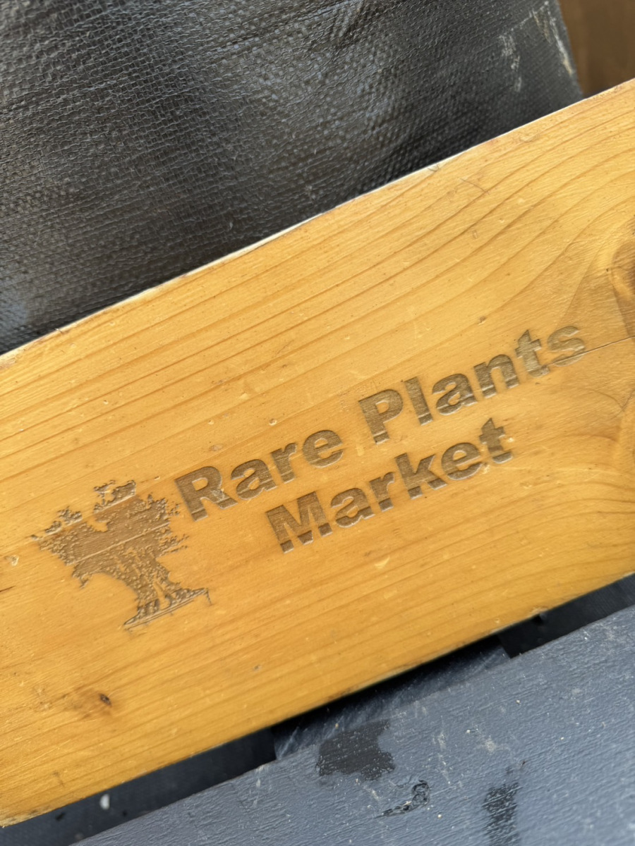 B327 オーストラリア産 ブラックボーイ プレイシー 福岡販売 | Rare