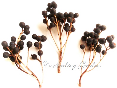 アレンジで使う木の実のまとめ 2 | 木の実のアレンジ **Ys Healing Garden