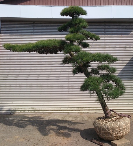 黒松曲幹仕立て 美品 お勧め品 販売 価格 | 有限会社 山田植木