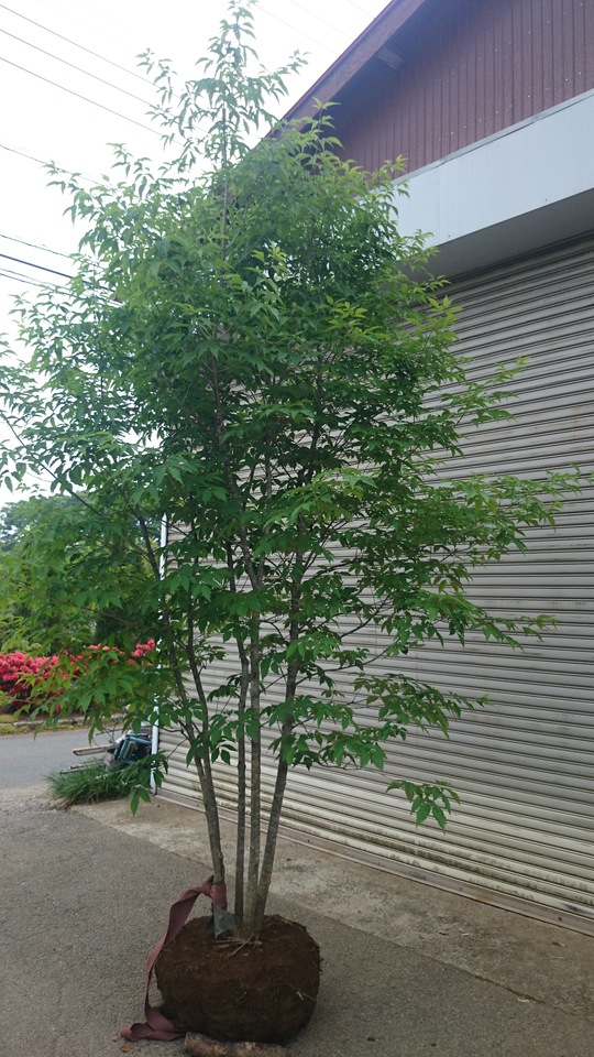 アオダモ 本株5本立ち 美品 販売 価格 | 有限会社 山田植木