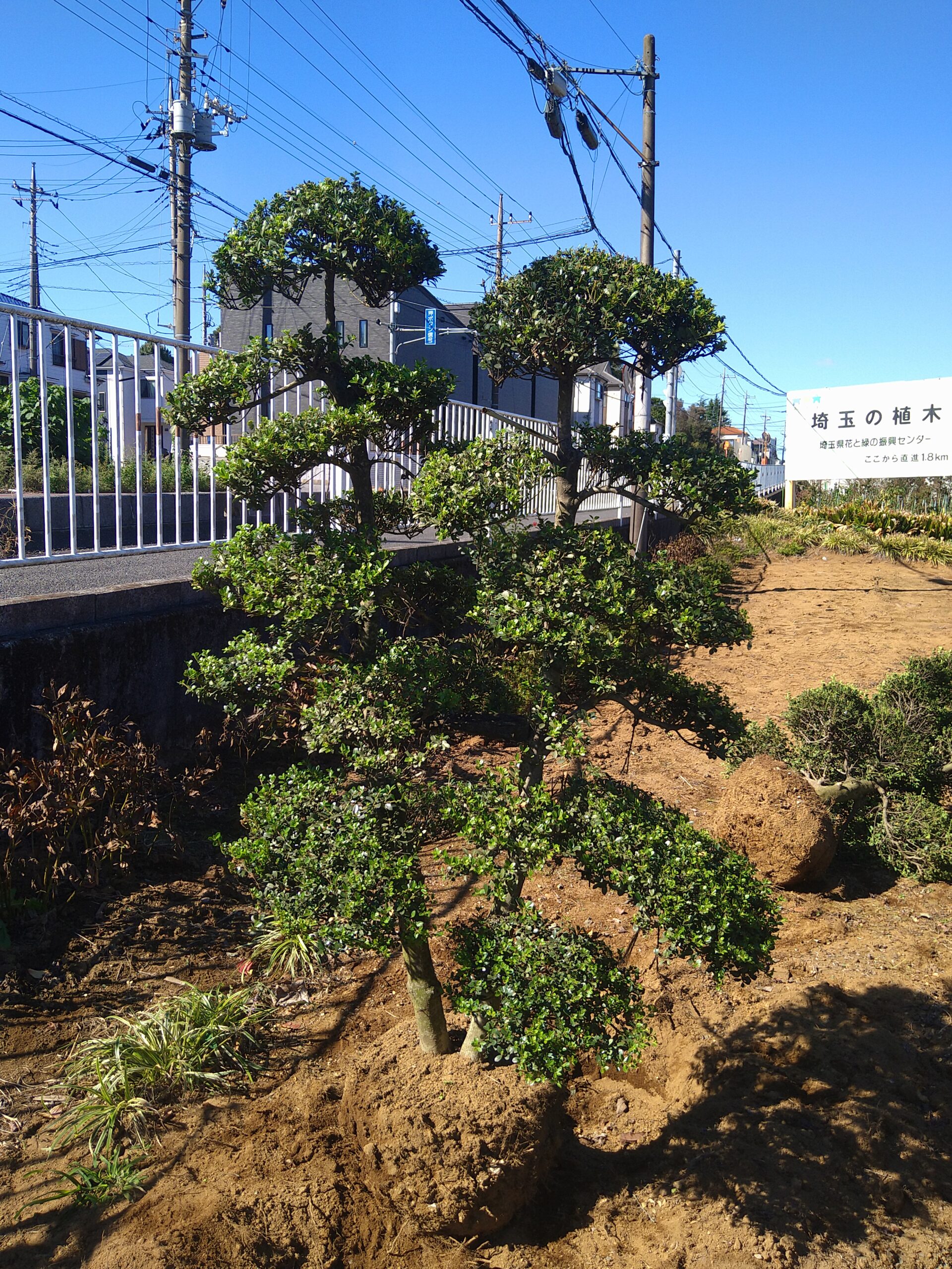 ツゲ段作り 双幹 玉散らし 仕立物 夫婦立ち 柘植 つげ | 有限会社 山田植木
