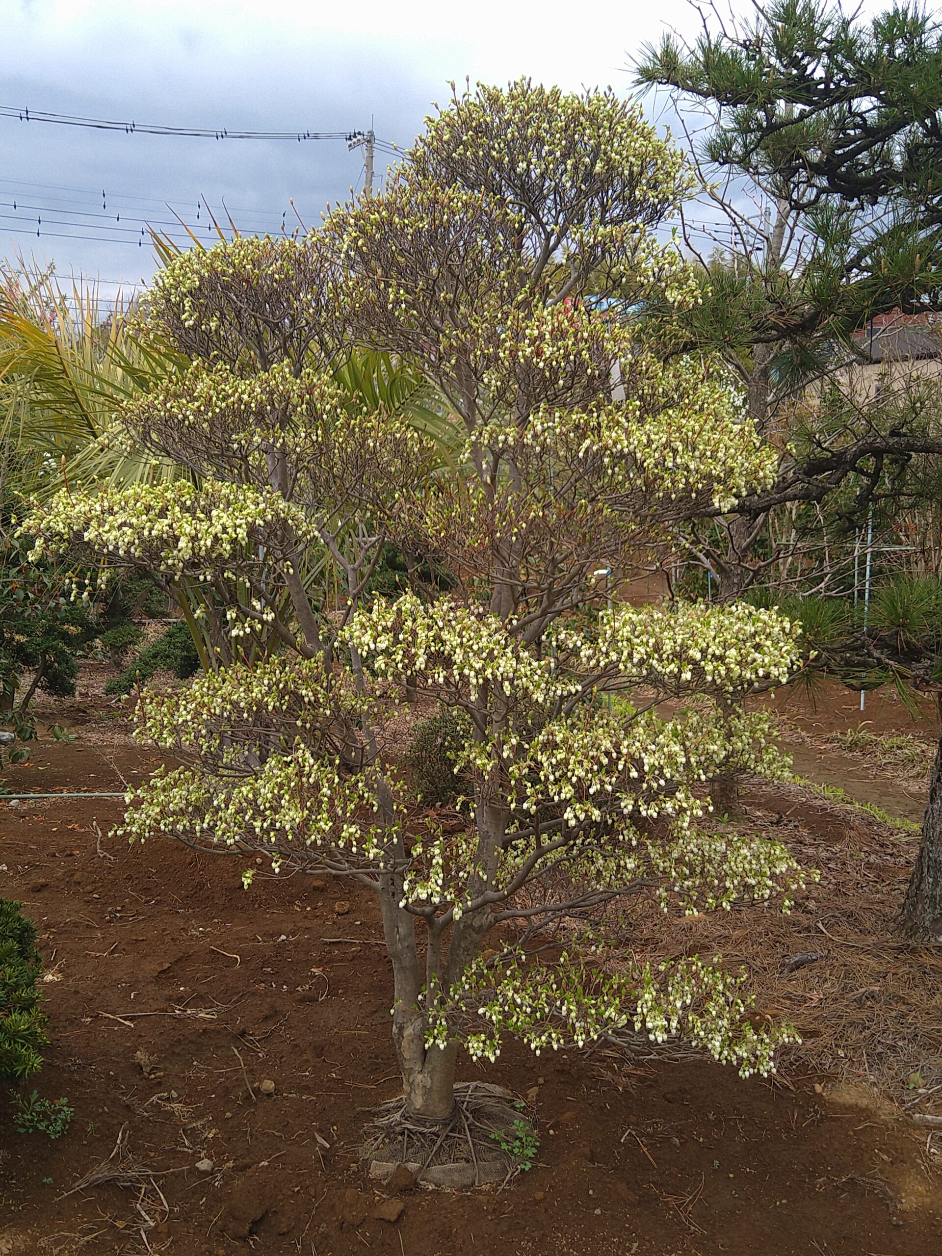 ドウダンツツジ段作り 美品 オススメ品01 | 有限会社 山田植木