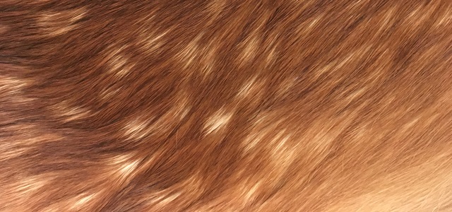 ハンドメイド記録】鹿の子模様がうつくしい夏毛のシカ-毛皮なめしNo.2