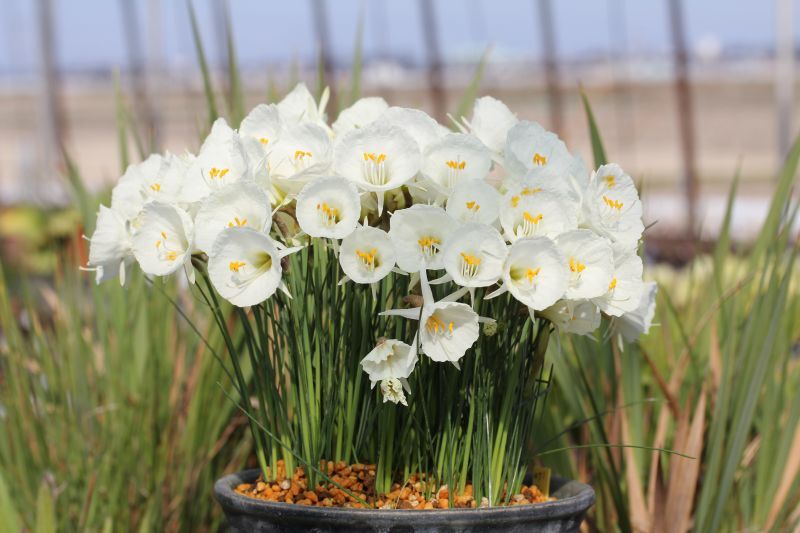 ナルキサス・アルビダス「春の夢」 - アルペンガーデンやまくさ