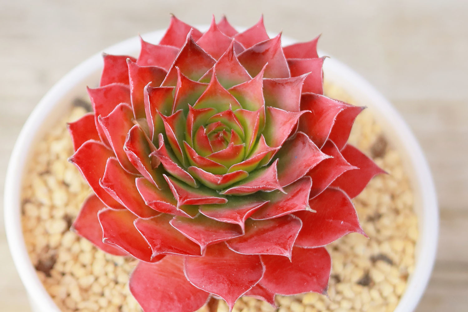 多肉図鑑】ゴールドナゲット（センペルビウム属）