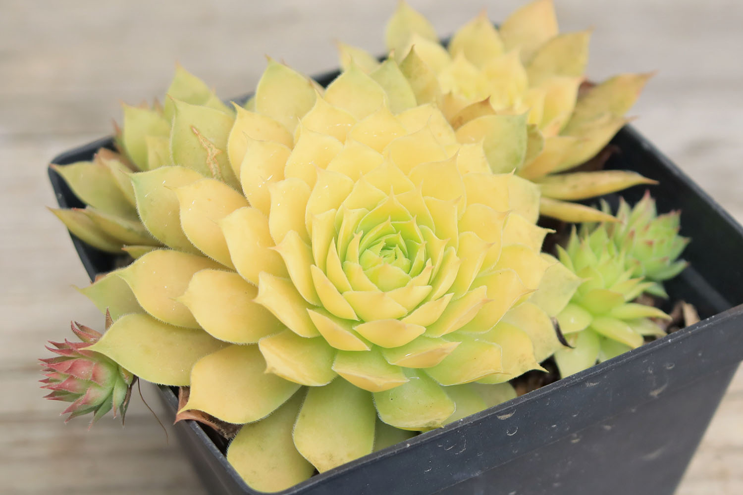 多肉図鑑】ゴールドナゲット（センペルビウム属）