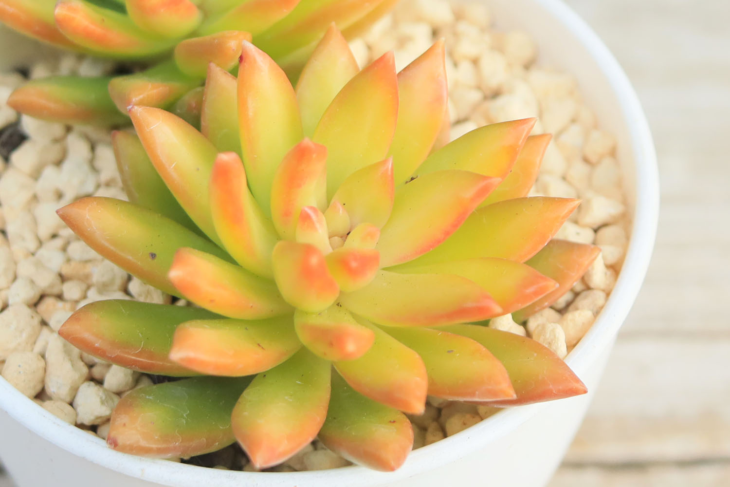 多肉図鑑】サンライズマム（セダム属）