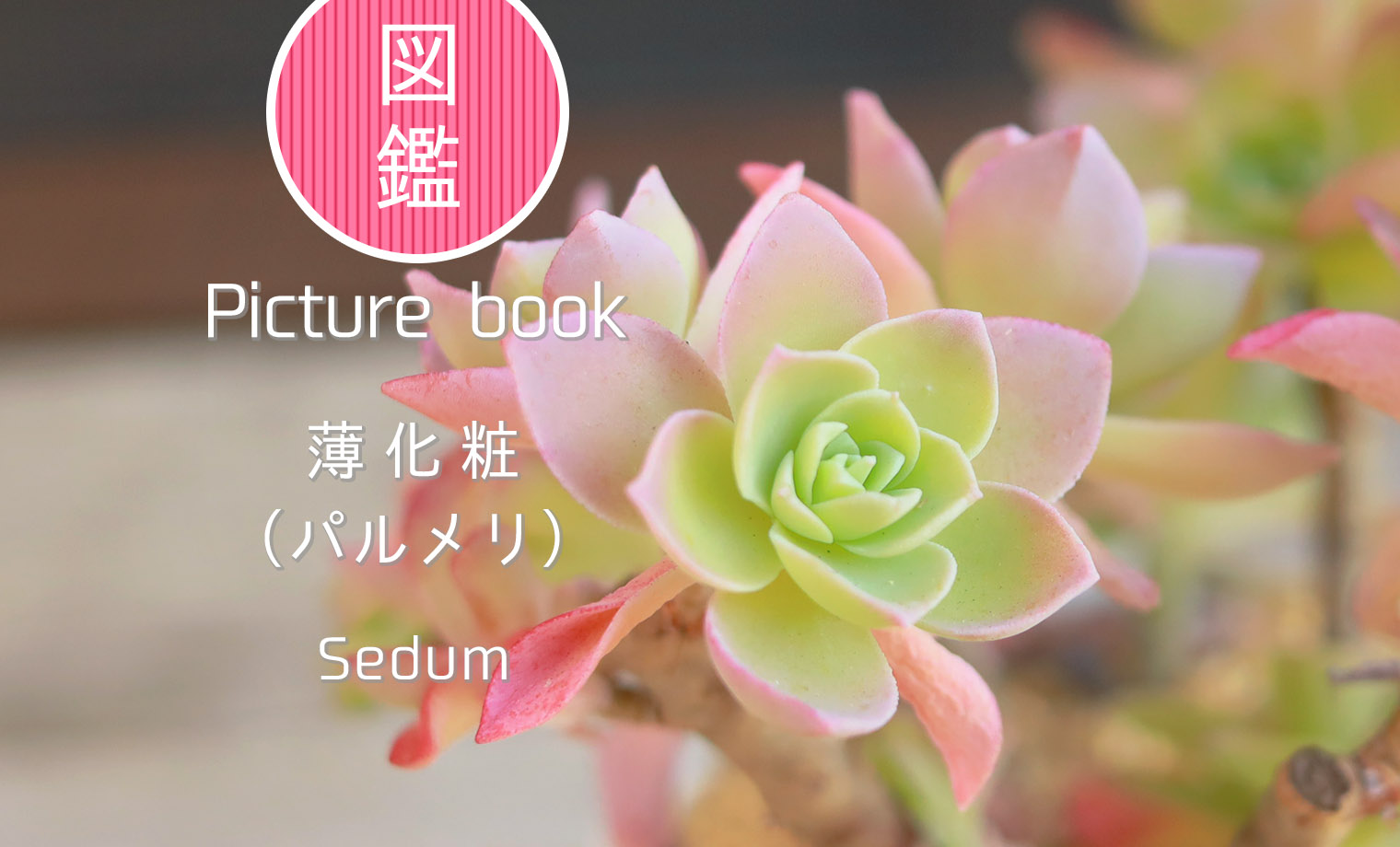 多肉図鑑】薄化粧｛パルメリ｝（セダム属）