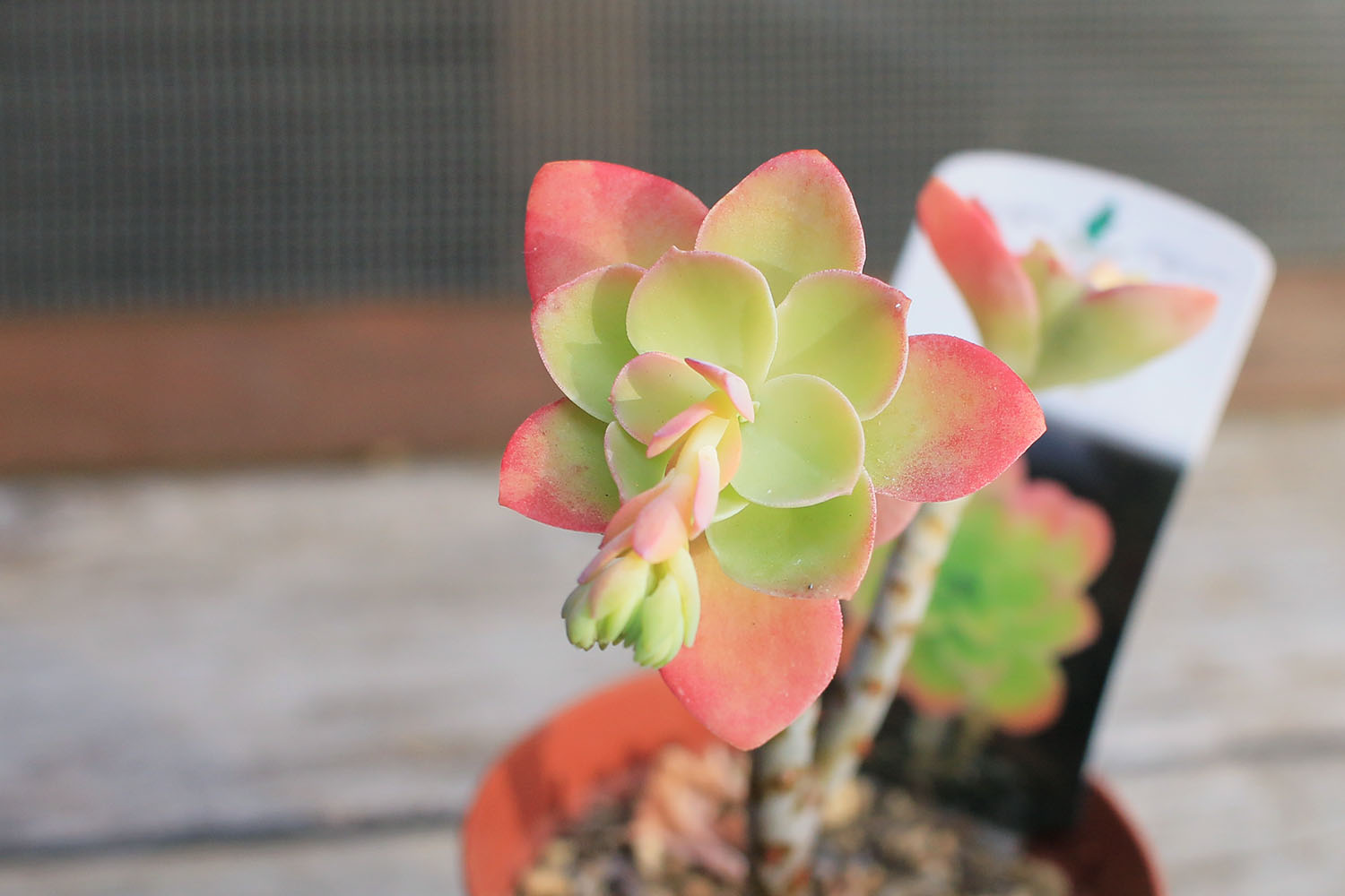 多肉図鑑】薄化粧｛パルメリ｝（セダム属）