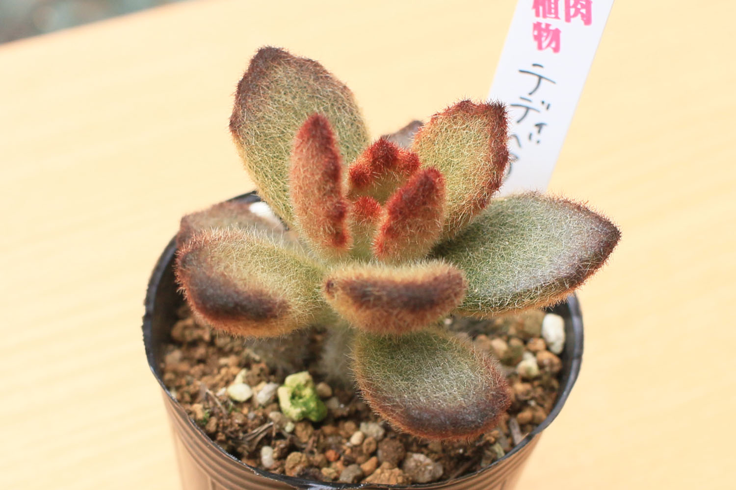 孫悟空 抜き苗 ③ ミニ苗 抜き苗 多肉植物カランコエ属 もふもふ
