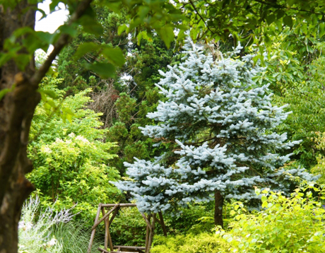 コニファーの最高峰！クリスマスの木・プンゲンストウヒ(コロラド