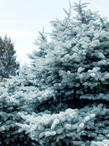 コニファーの最高峰！クリスマスの木・プンゲンストウヒ(コロラド