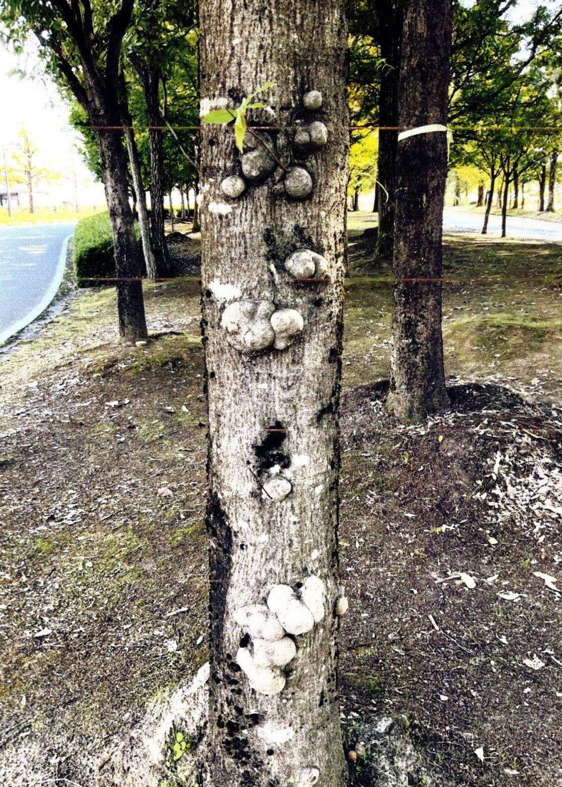 2023/10/21 名畑塾 病害虫診断カード（No.551） - 株式会社 山正