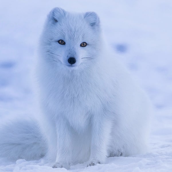 極寒を生き抜くホッキョクギツネ(Arctic Fox)の生態を学ぶ | 冬の