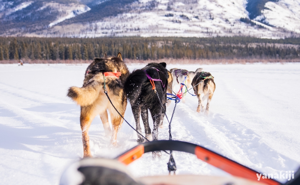 忘れもしない超過酷な犬ぞり操縦体験 inホワイトホース | 冬のカナダ
