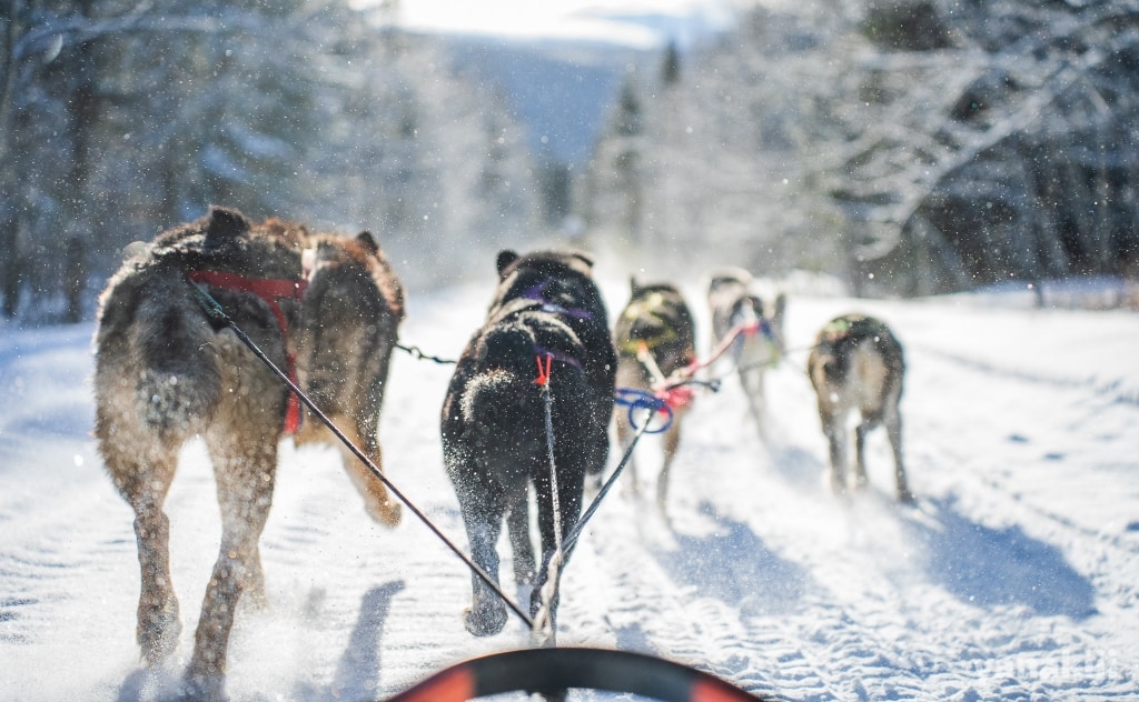 忘れもしない超過酷な犬ぞり操縦体験 inホワイトホース | 冬のカナダ
