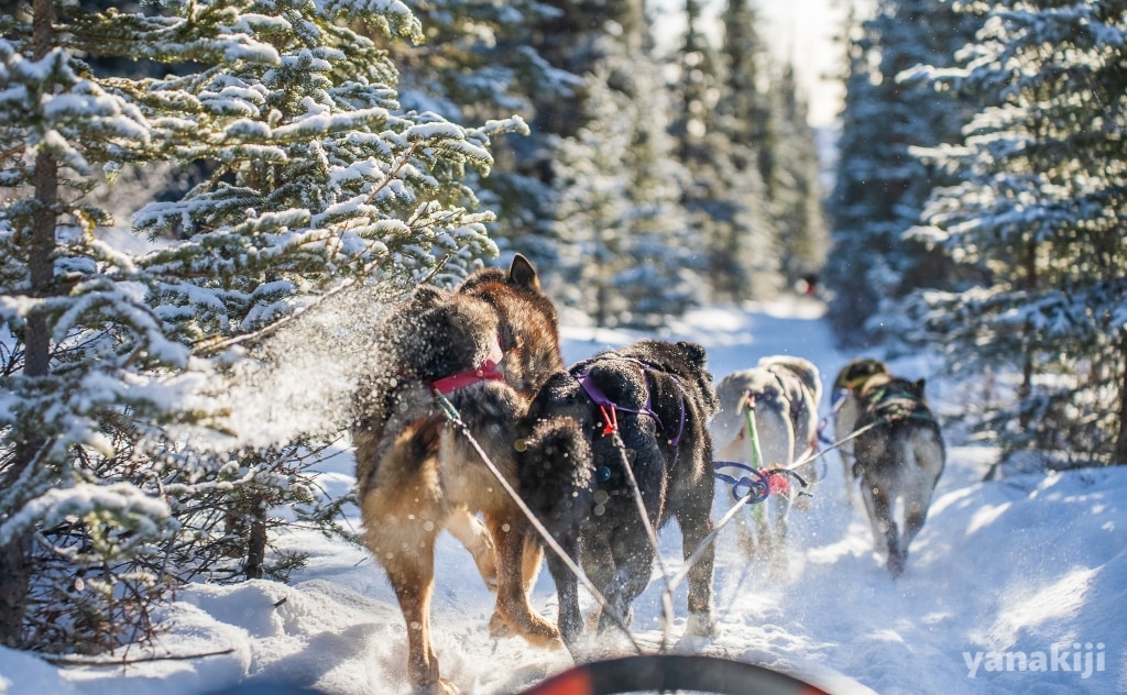 忘れもしない超過酷な犬ぞり操縦体験 inホワイトホース | 冬のカナダ