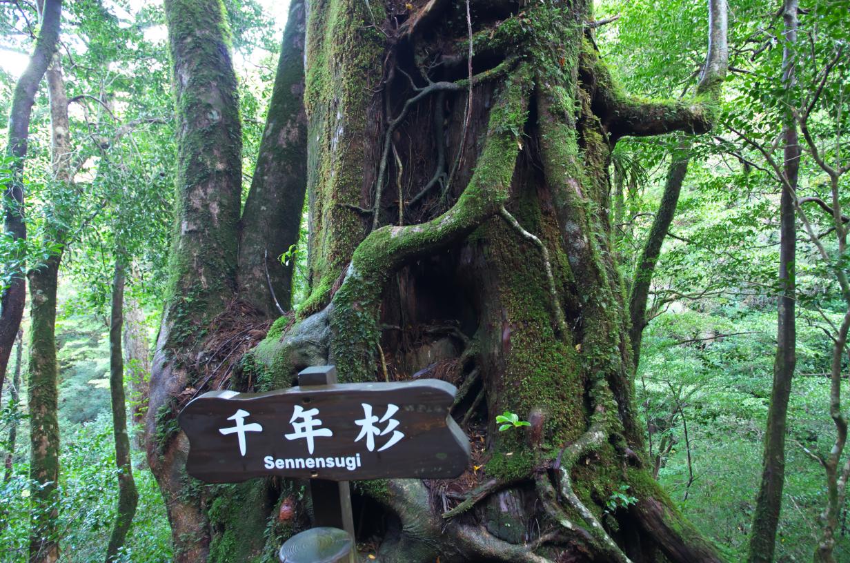 屋久島/貸切/約5時間】75歳の方も参加可能！樹齢1000年を超える屋久杉