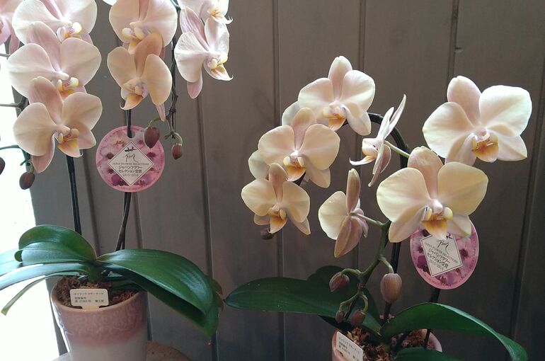 お問合せ多数 再入荷 ファレノマザーチーク | 営業時間や花の詳細を