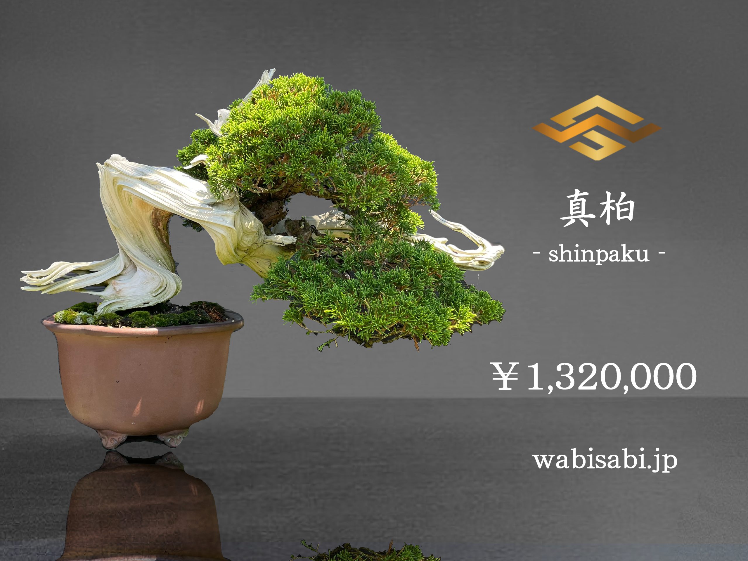 真柏 - WabiSabi.jp