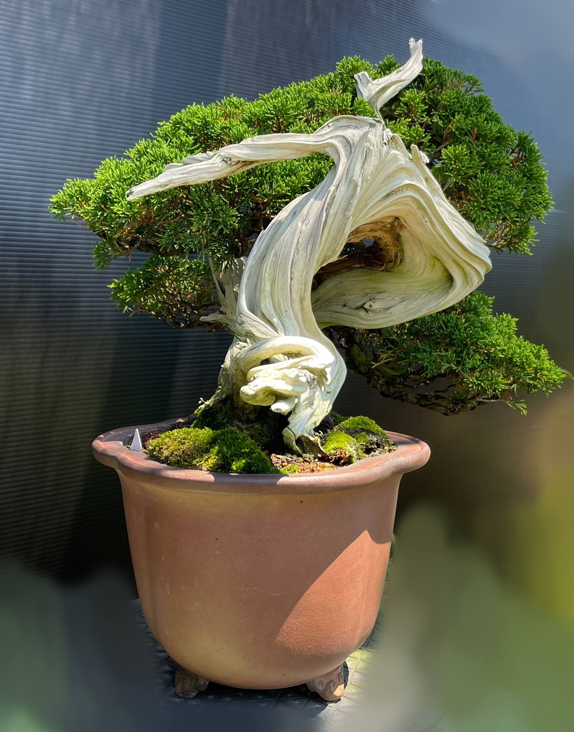 真柏 - WabiSabi.jp