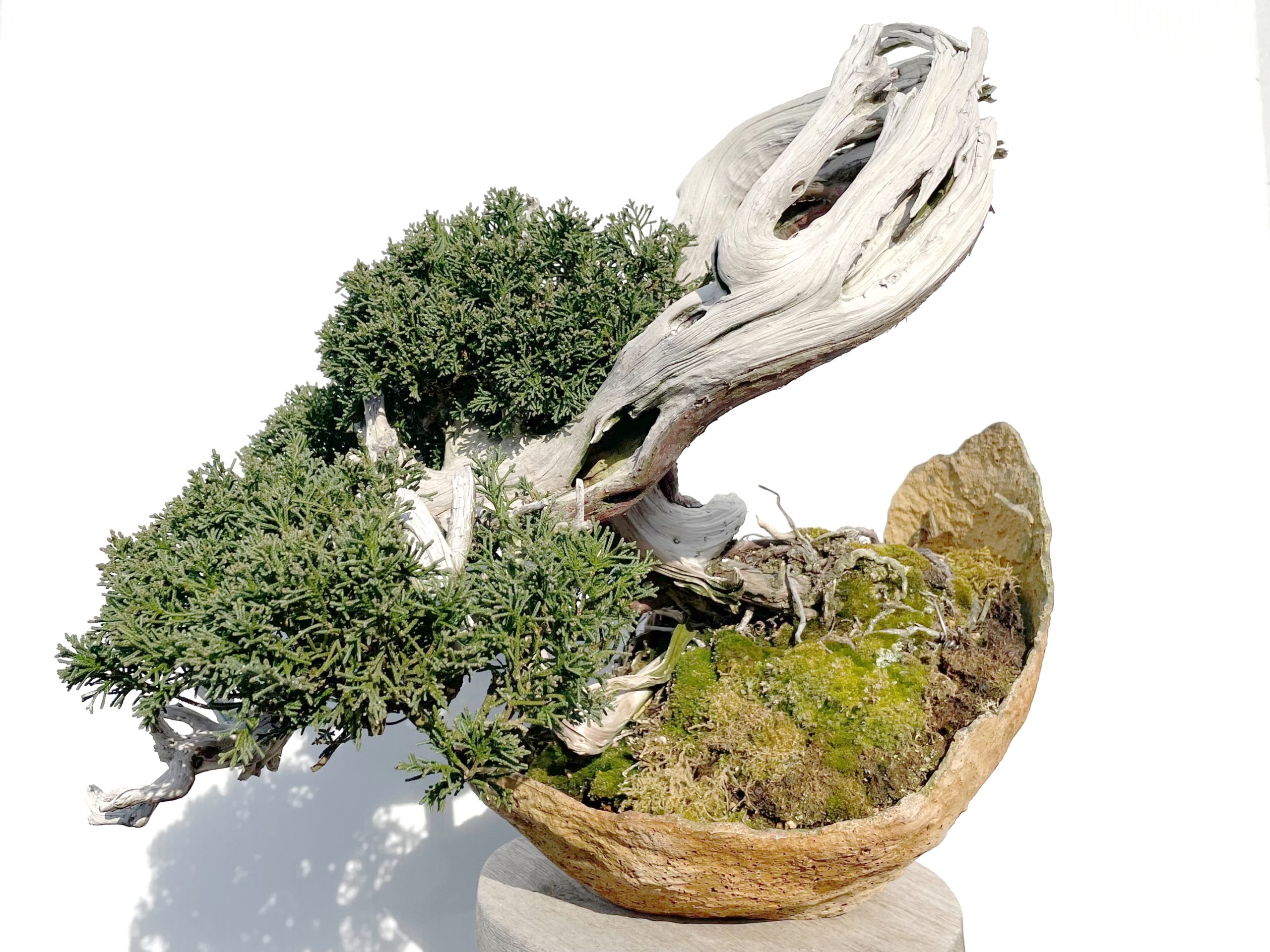 紀州真柏 - WabiSabi.jp