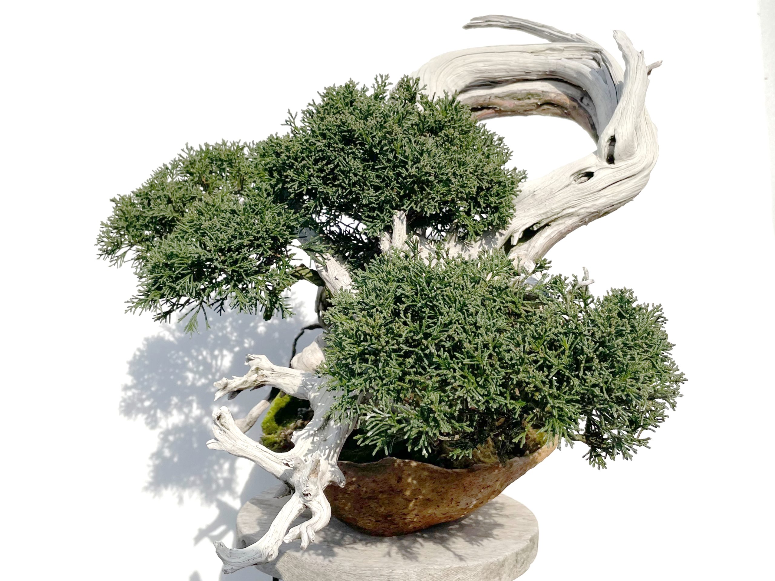 紀州真柏 - WabiSabi.jp