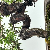 糸魚川真柏 - WabiSabi.jp