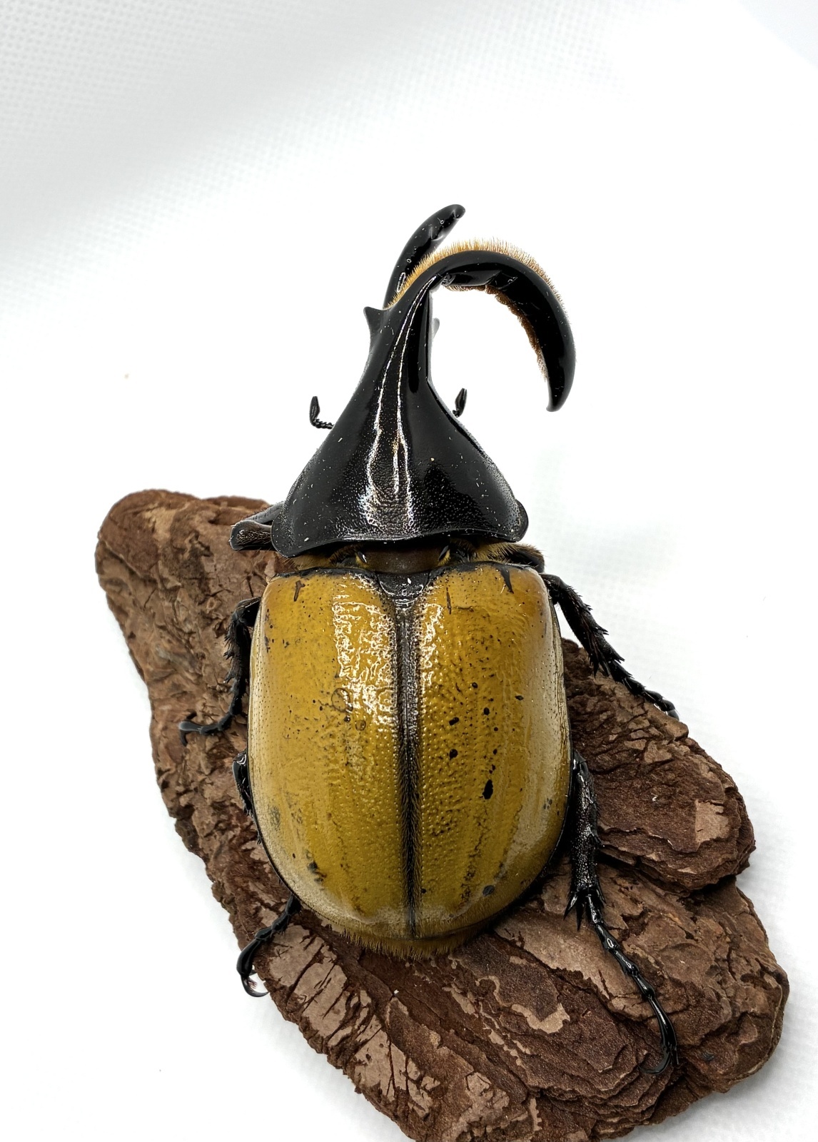 ヘラクレス エクアトリアヌス ♂85mmB品（角曲がり） - 昆虫