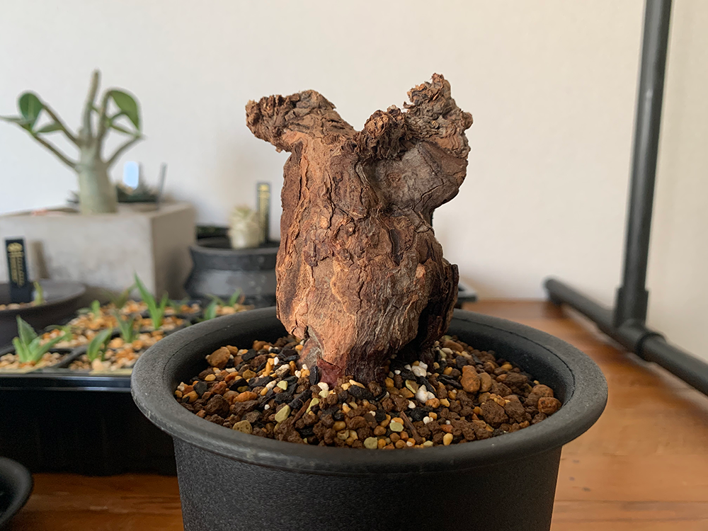 ペラルゴニウム・トリステの発根管理