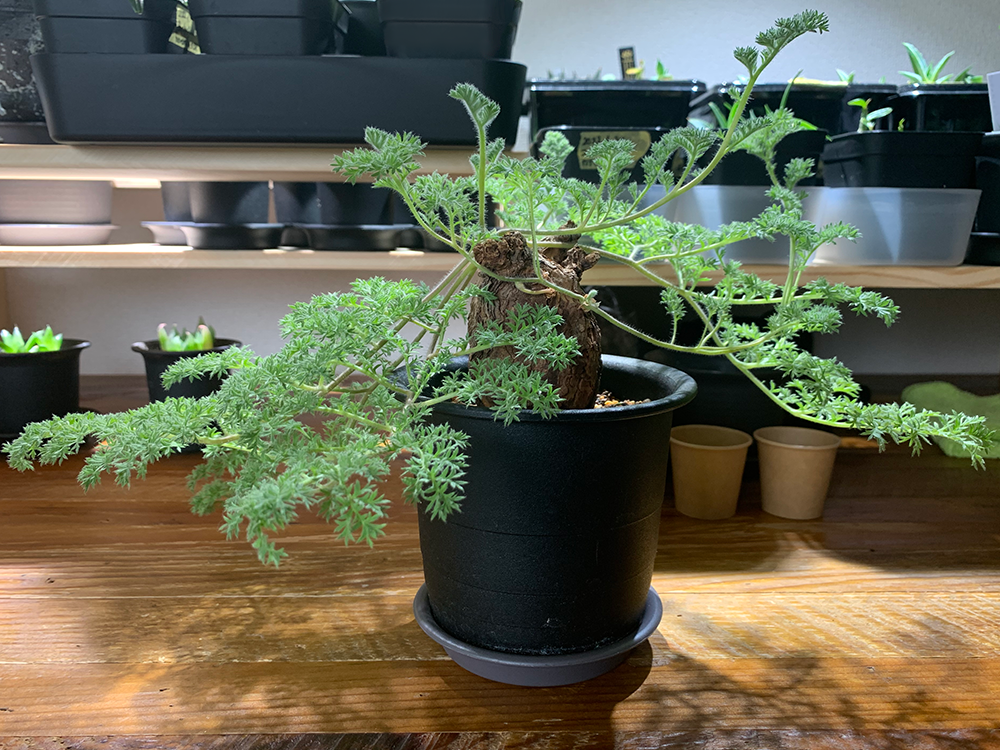 ペラルゴニウム・トリステの発根管理