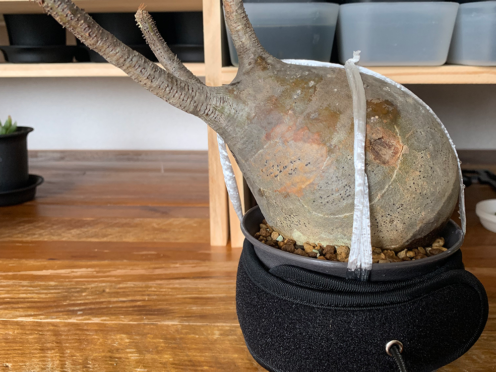 パキポディウム グラキリスの発根管理