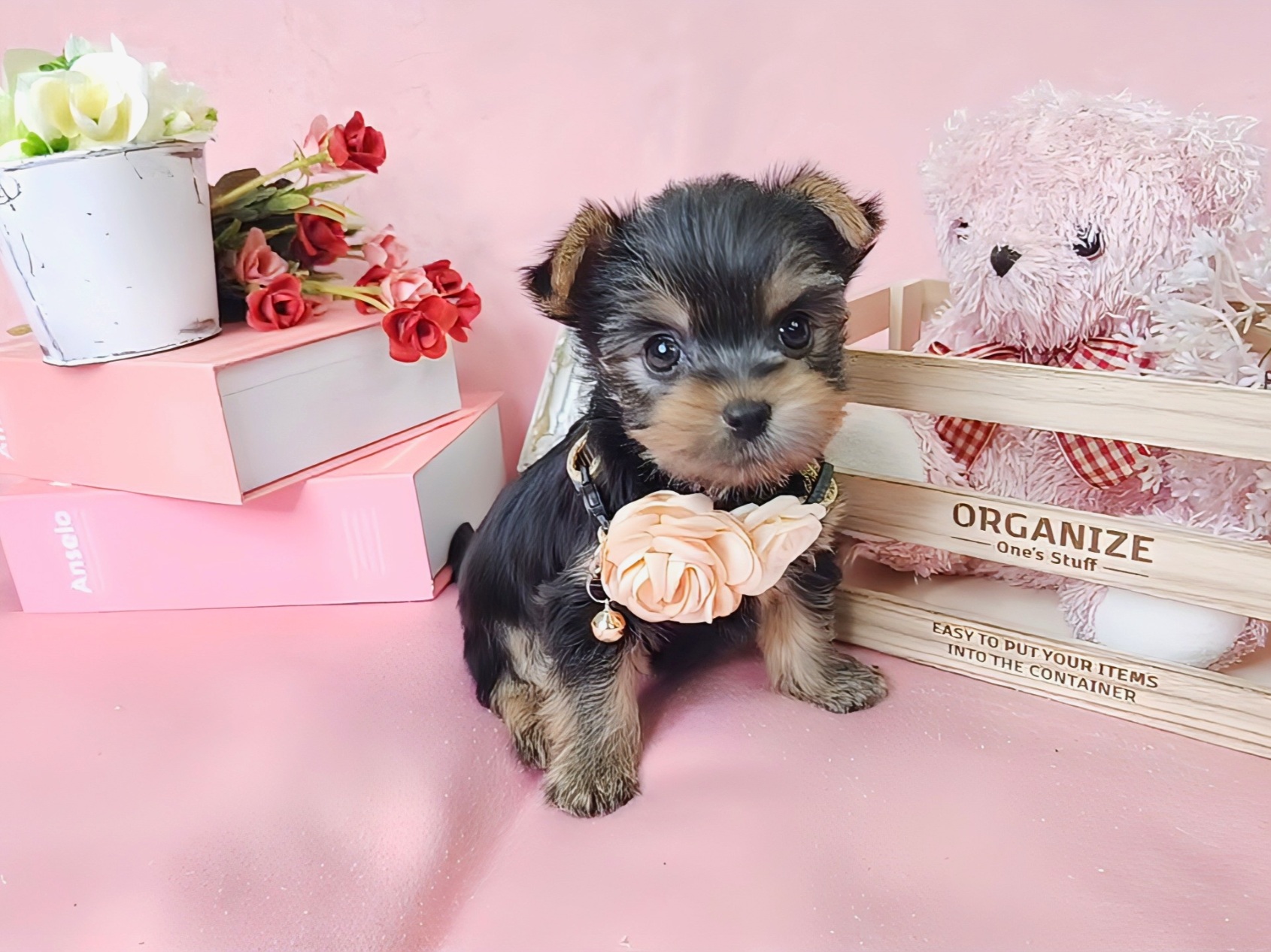 ヨークシャーテリア ティーカップヨーキーの子犬のご紹介